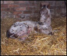 Blacklaw Sprinkle Knabstrupper filly